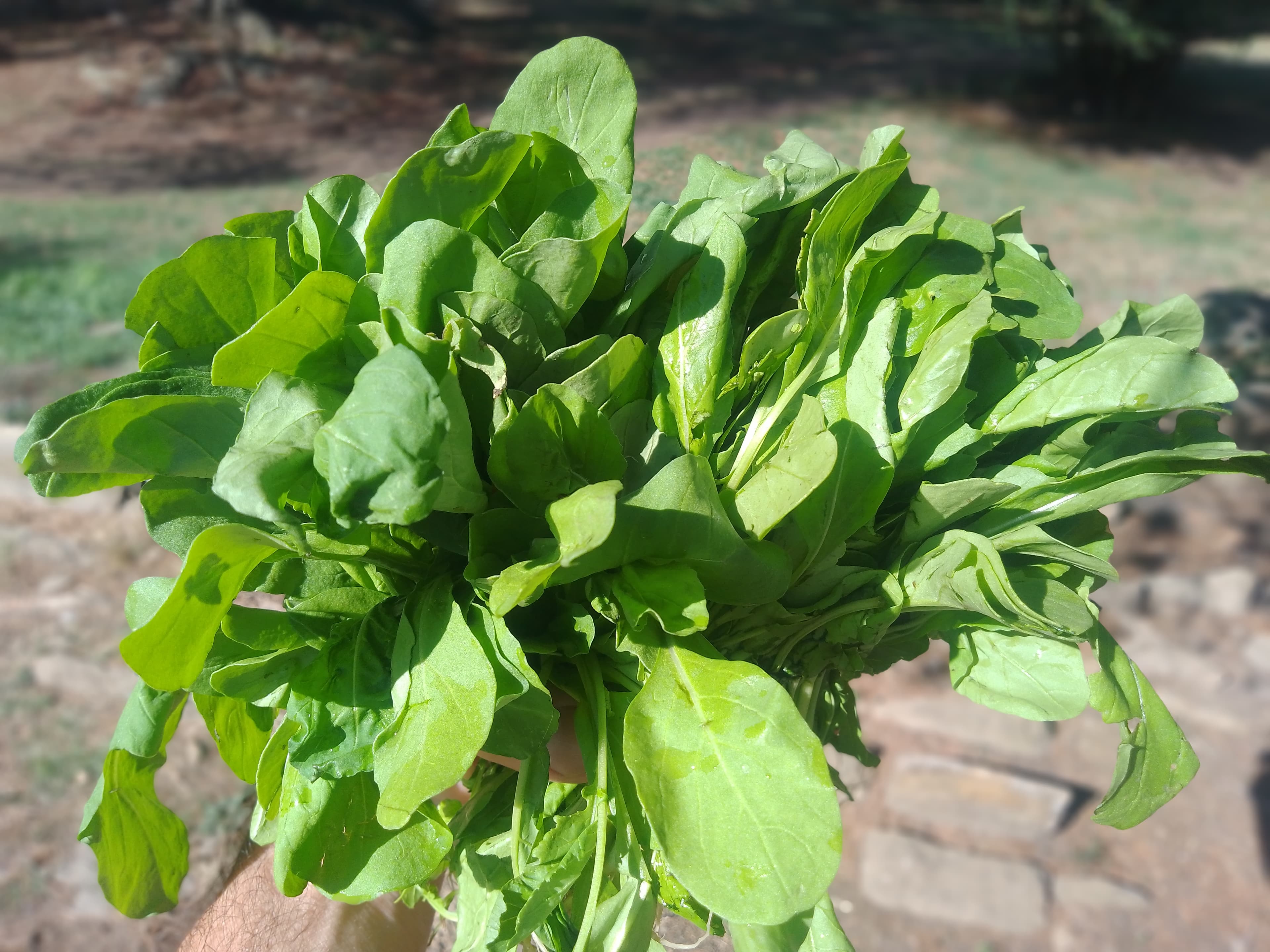 Lechuga 