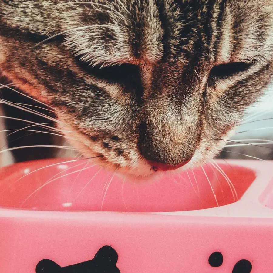 Alimento para gato - Image 1