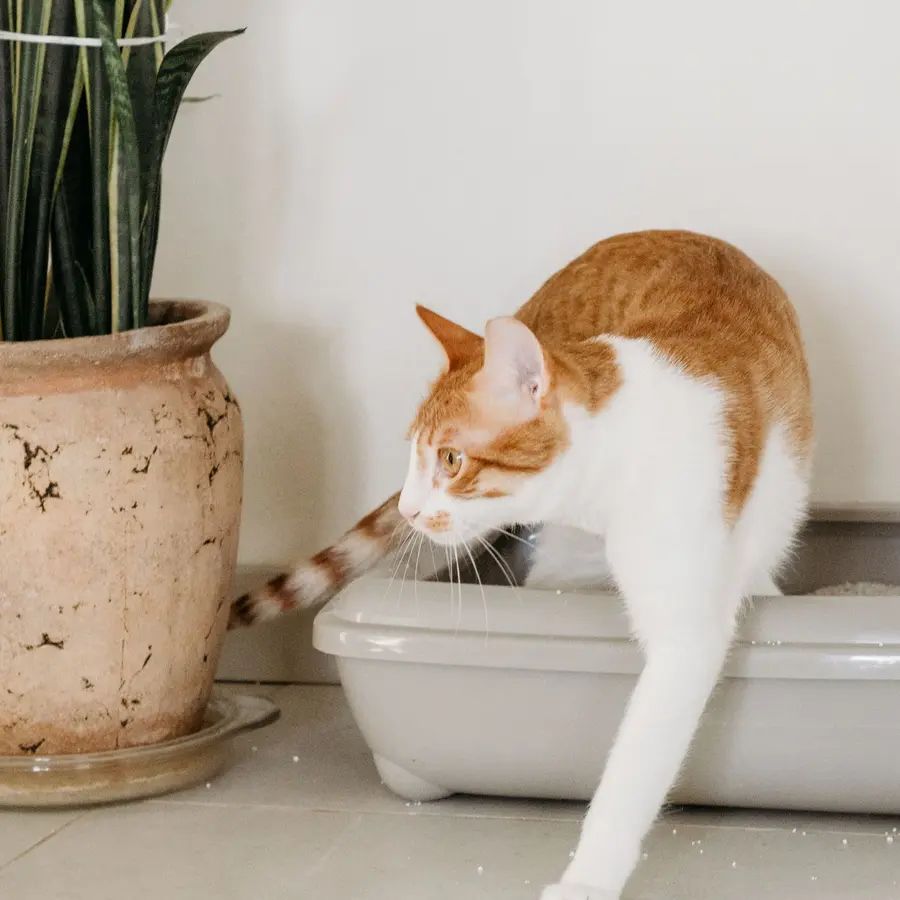 Arena para gato