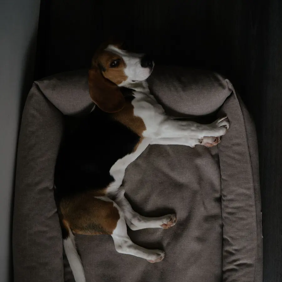 Cama para perro