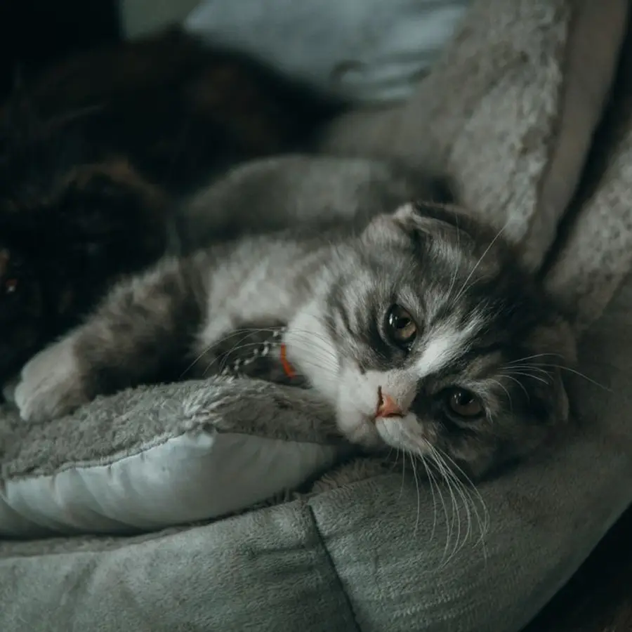 Cojín para gato