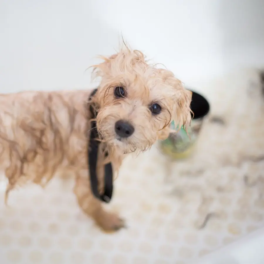Shampoo para perro