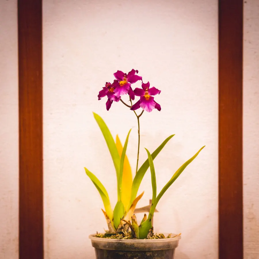 Orquídea en matera